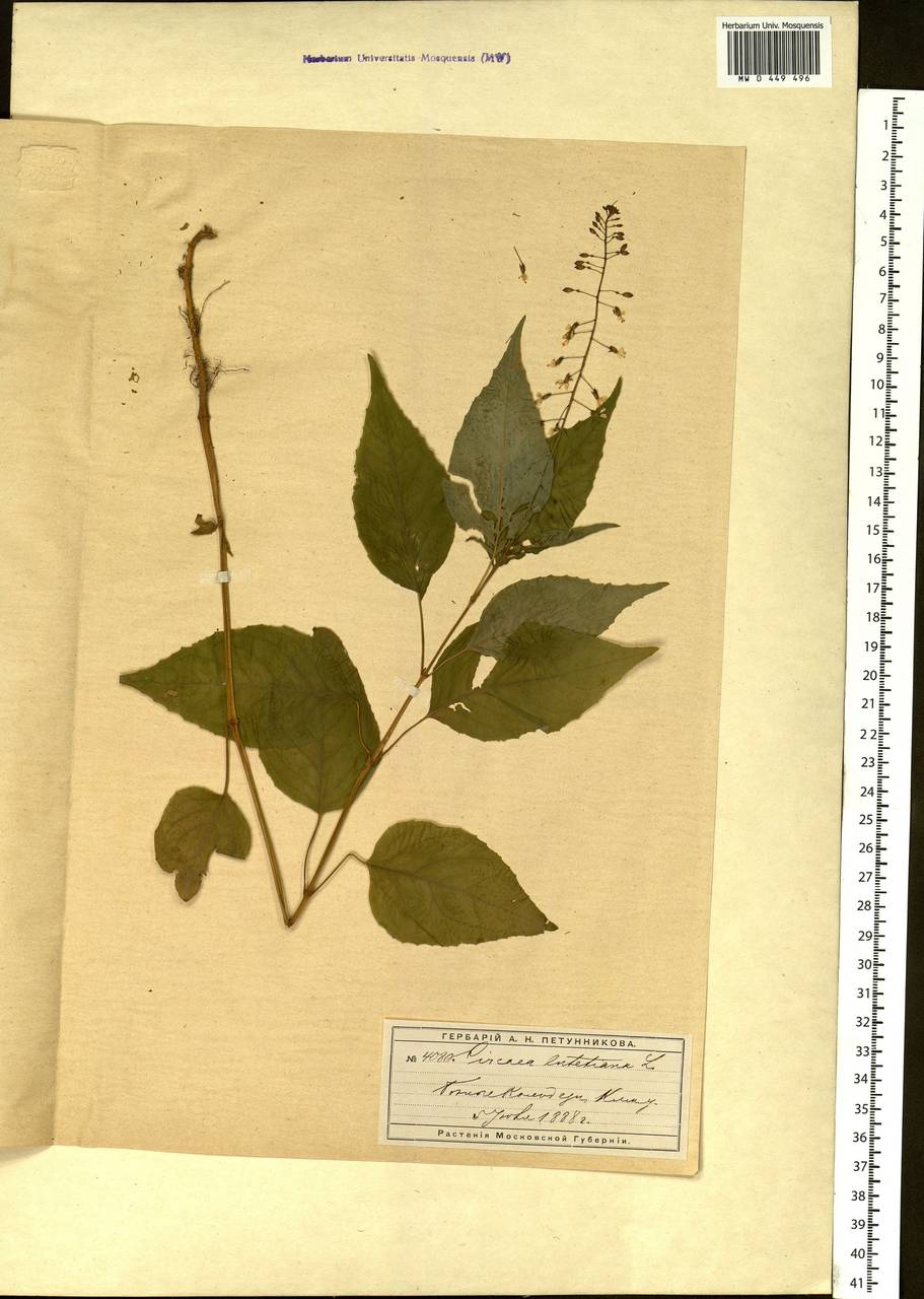 Circaea lutetiana L., Eastern Europe, Moscow region (E4a) (Russia)