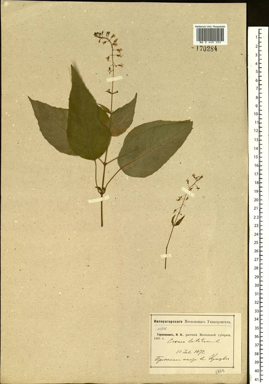 Circaea lutetiana L., Eastern Europe, Moscow region (E4a) (Russia)