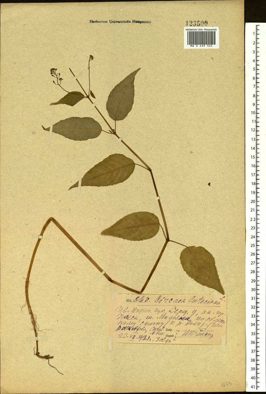 Circaea lutetiana L., Eastern Europe, Central forest region (E5) (Russia)