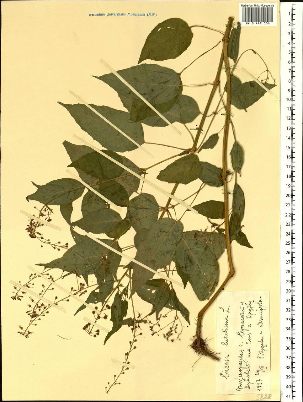 Circaea lutetiana L., Eastern Europe, Volga-Kama region (E7) (Russia)