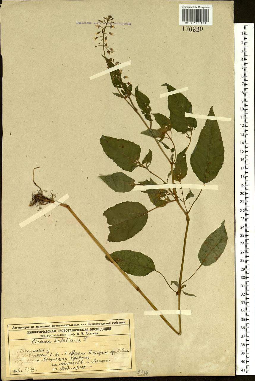 Circaea lutetiana L., Eastern Europe, Middle Volga region (E8) (Russia)