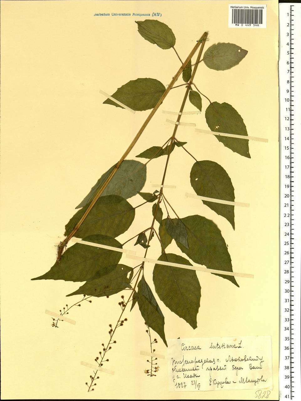 Circaea lutetiana L., Eastern Europe, Volga-Kama region (E7) (Russia)