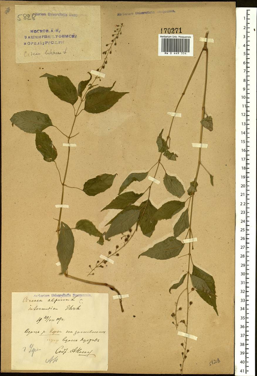 Circaea lutetiana L., Eastern Europe, Eastern region (E10) (Russia)