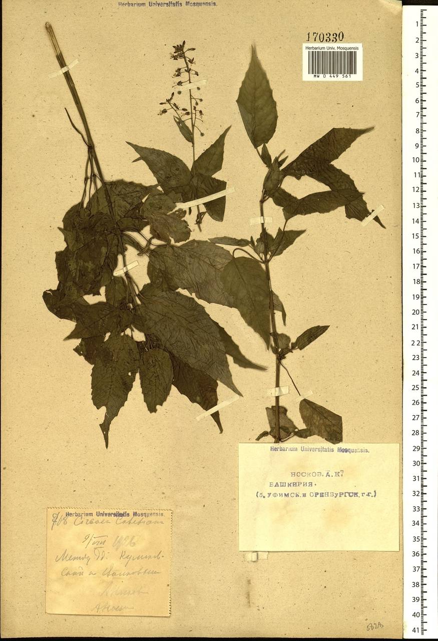 Circaea lutetiana L., Eastern Europe, Eastern region (E10) (Russia)