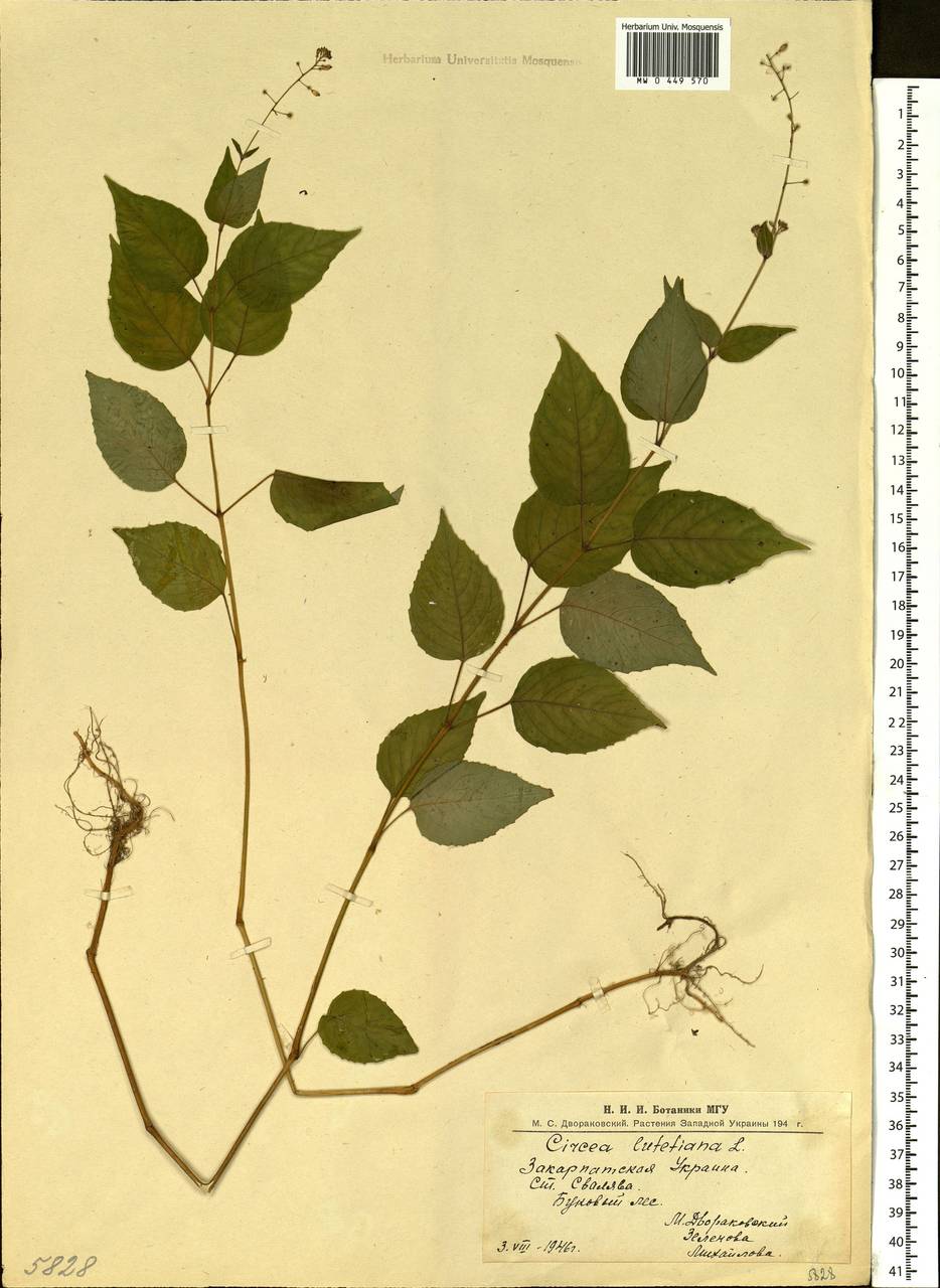 Circaea lutetiana L., Eastern Europe, West Ukrainian region (E13) (Ukraine)