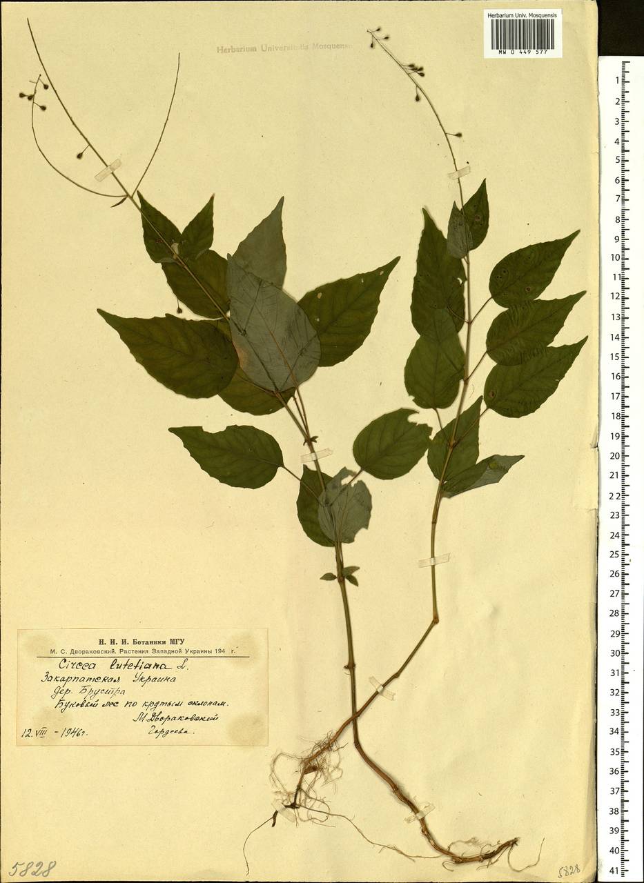 Circaea lutetiana L., Eastern Europe, West Ukrainian region (E13) (Ukraine)