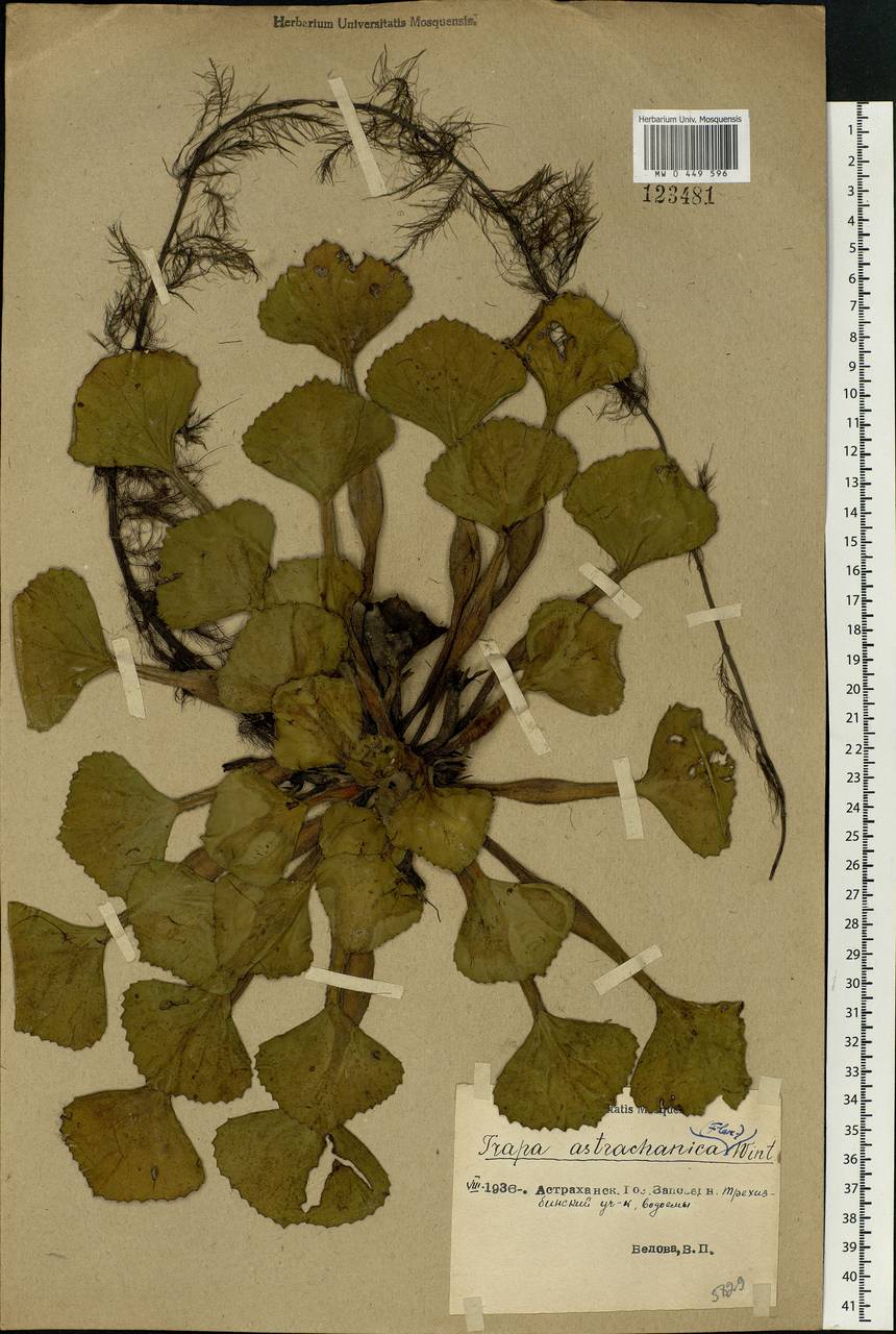 MW0449596, Trapa astrachanica (Рогульник астраханский, Водяной орех астраханский, Чилим астраханский), specimen Trapa natans L., Eastern Europe, Lower Volga region (E9) (Russia)