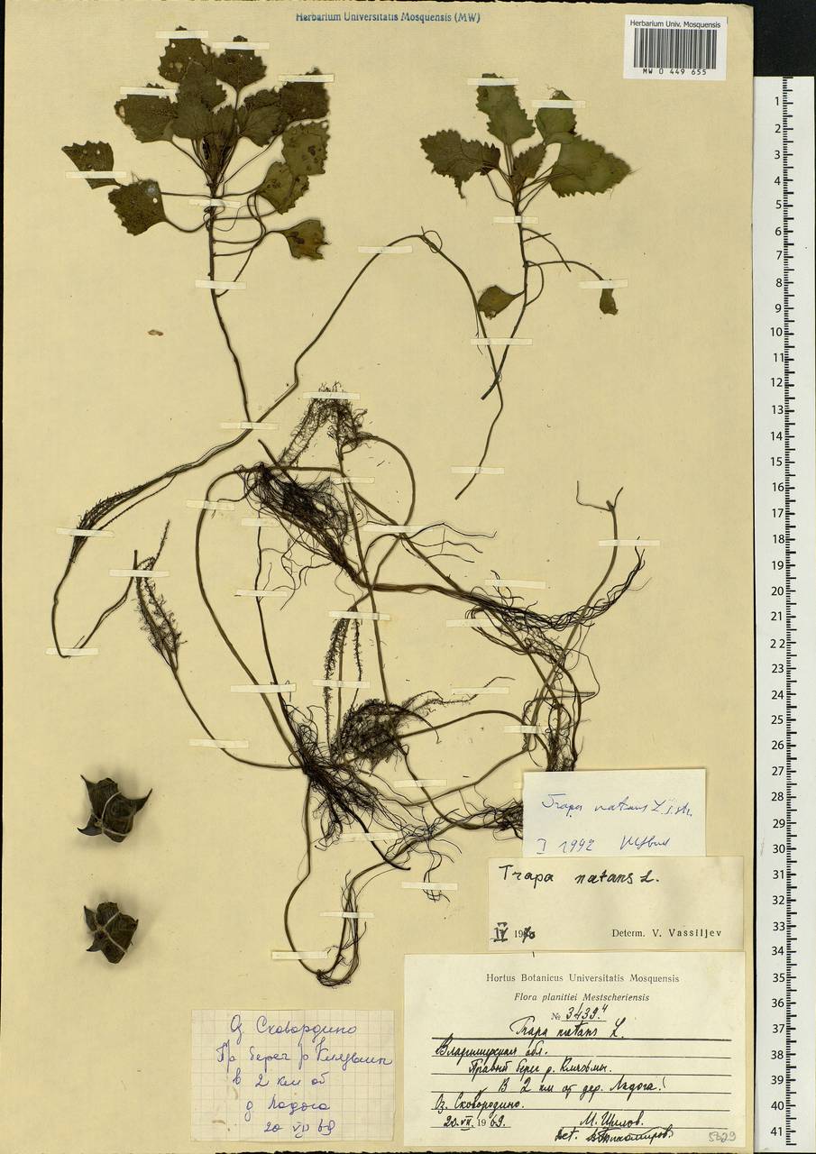 Trapa natans L., Eastern Europe, Central region (E4) (Russia)
