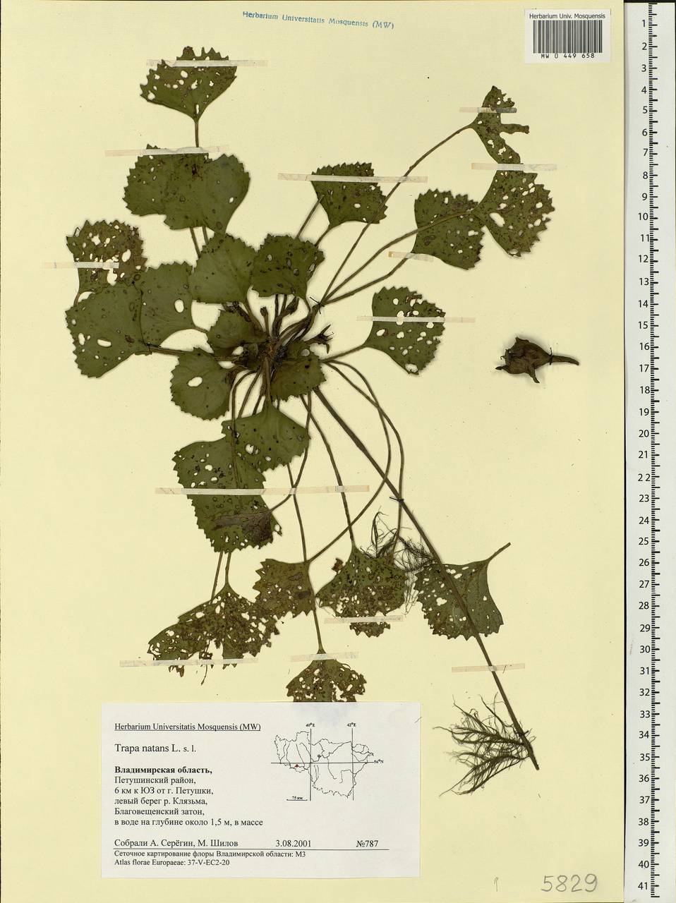 Trapa natans L., Eastern Europe, Central region (E4) (Russia)