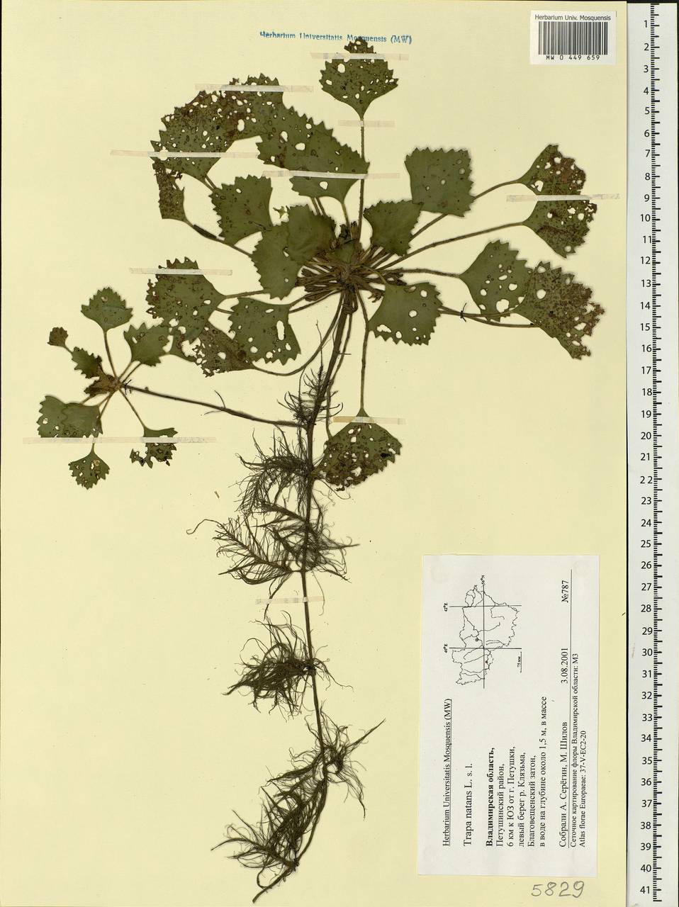 Trapa natans L., Eastern Europe, Central region (E4) (Russia)