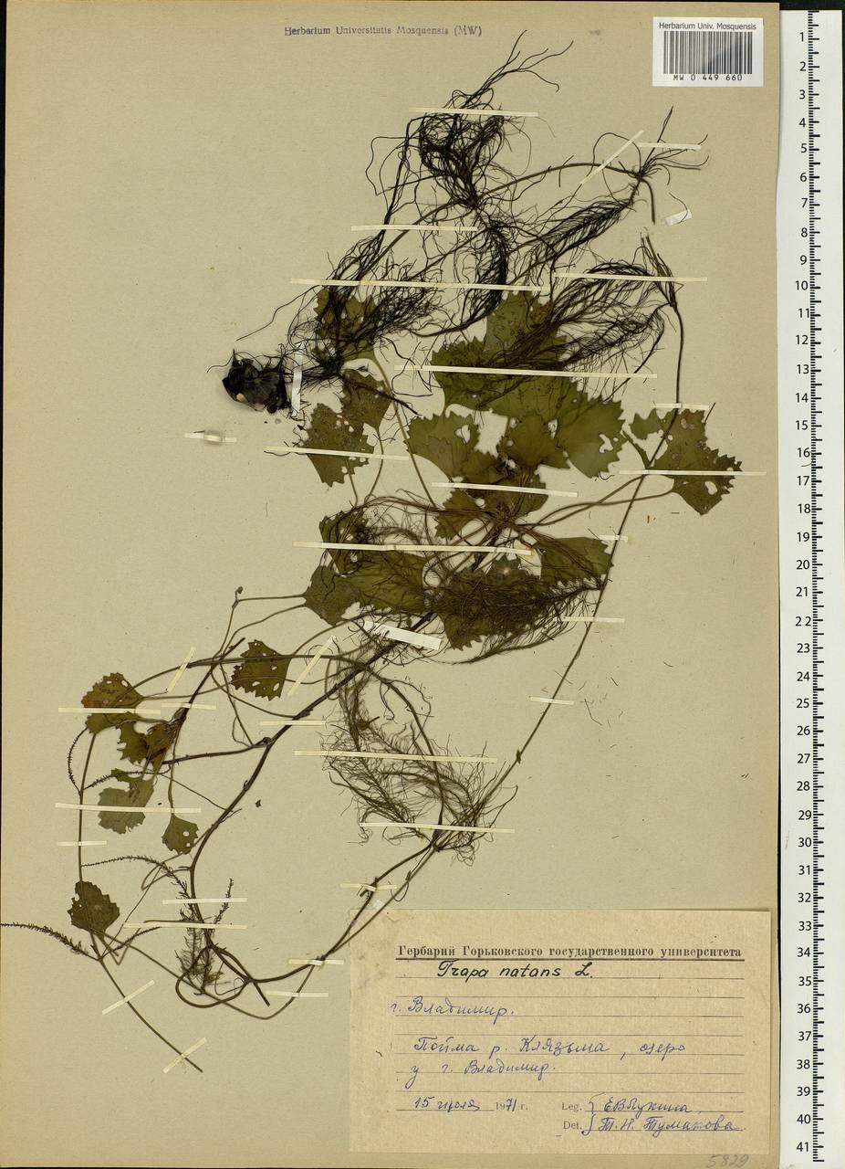 Trapa natans L., Eastern Europe, Central region (E4) (Russia)