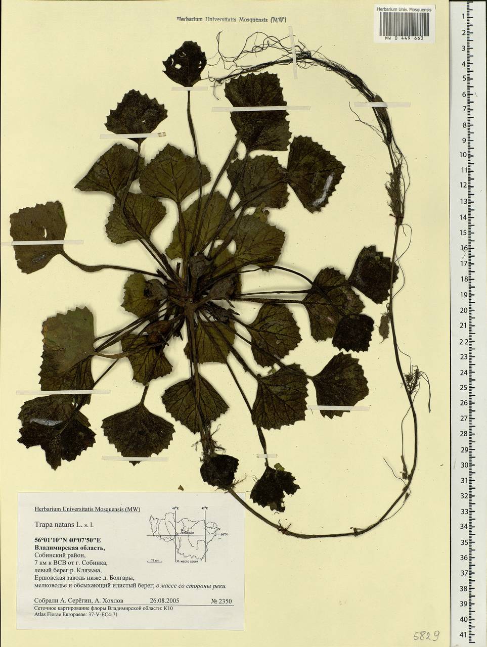 Trapa natans L., Eastern Europe, Central region (E4) (Russia)