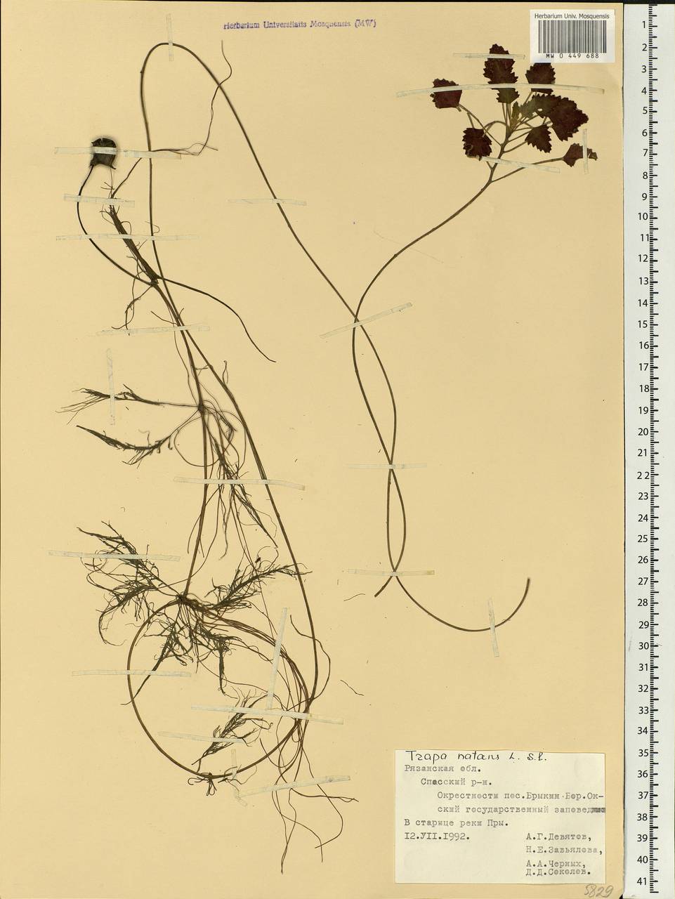 Trapa natans L., Eastern Europe, Central region (E4) (Russia)