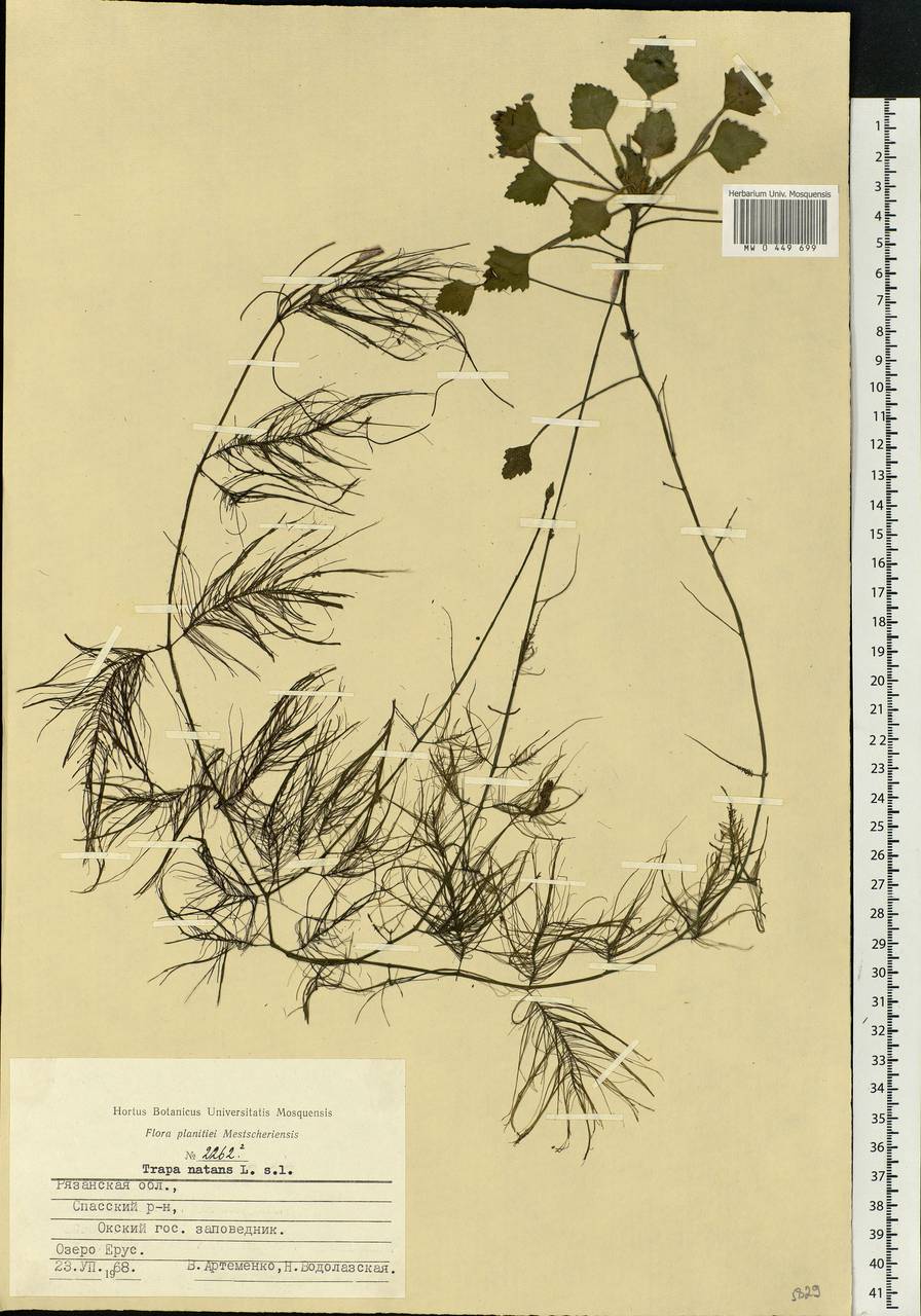 Trapa natans L., Eastern Europe, Central region (E4) (Russia)