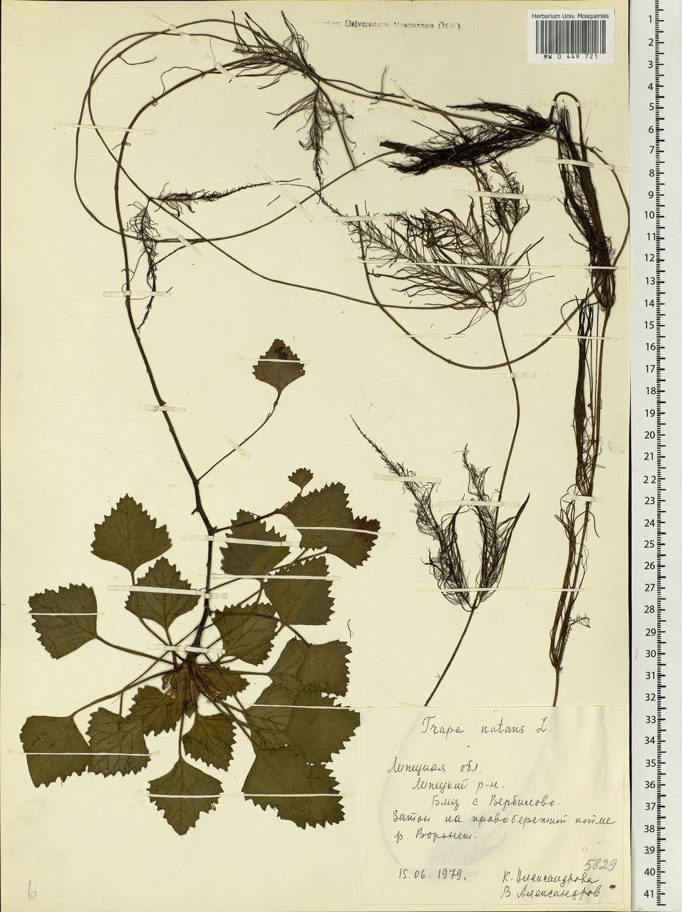 Trapa natans L., Eastern Europe, Central forest-and-steppe region (E6) (Russia)