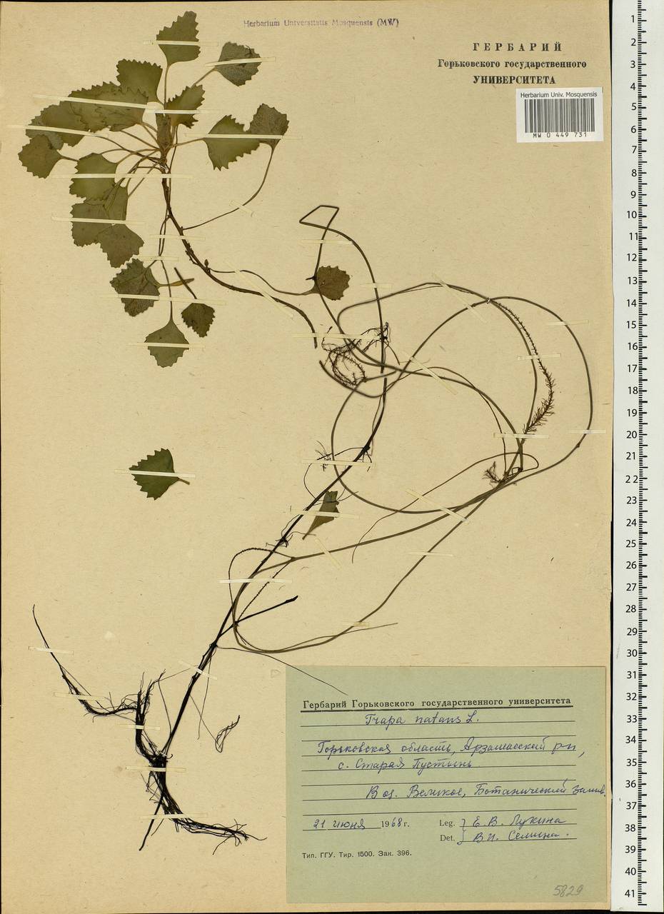 Trapa natans L., Eastern Europe, Volga-Kama region (E7) (Russia)