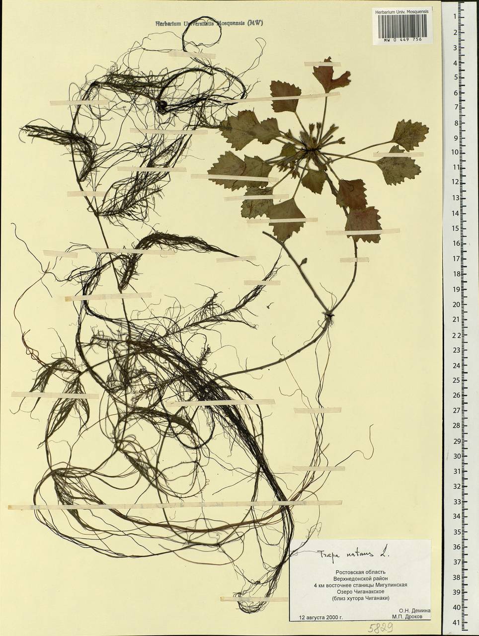 Trapa natans L., Eastern Europe, Rostov Oblast (E12a) (Russia)