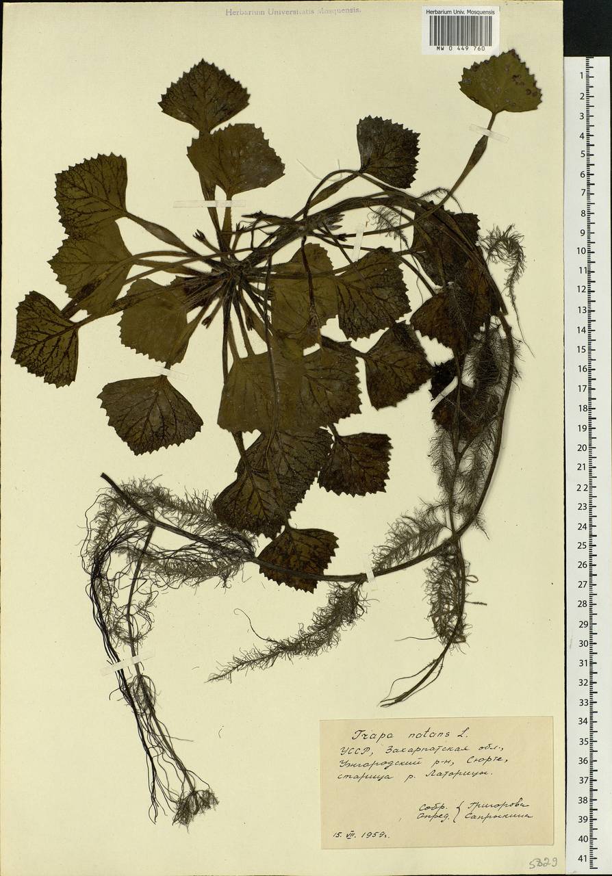 Trapa natans L., Eastern Europe, West Ukrainian region (E13) (Ukraine)
