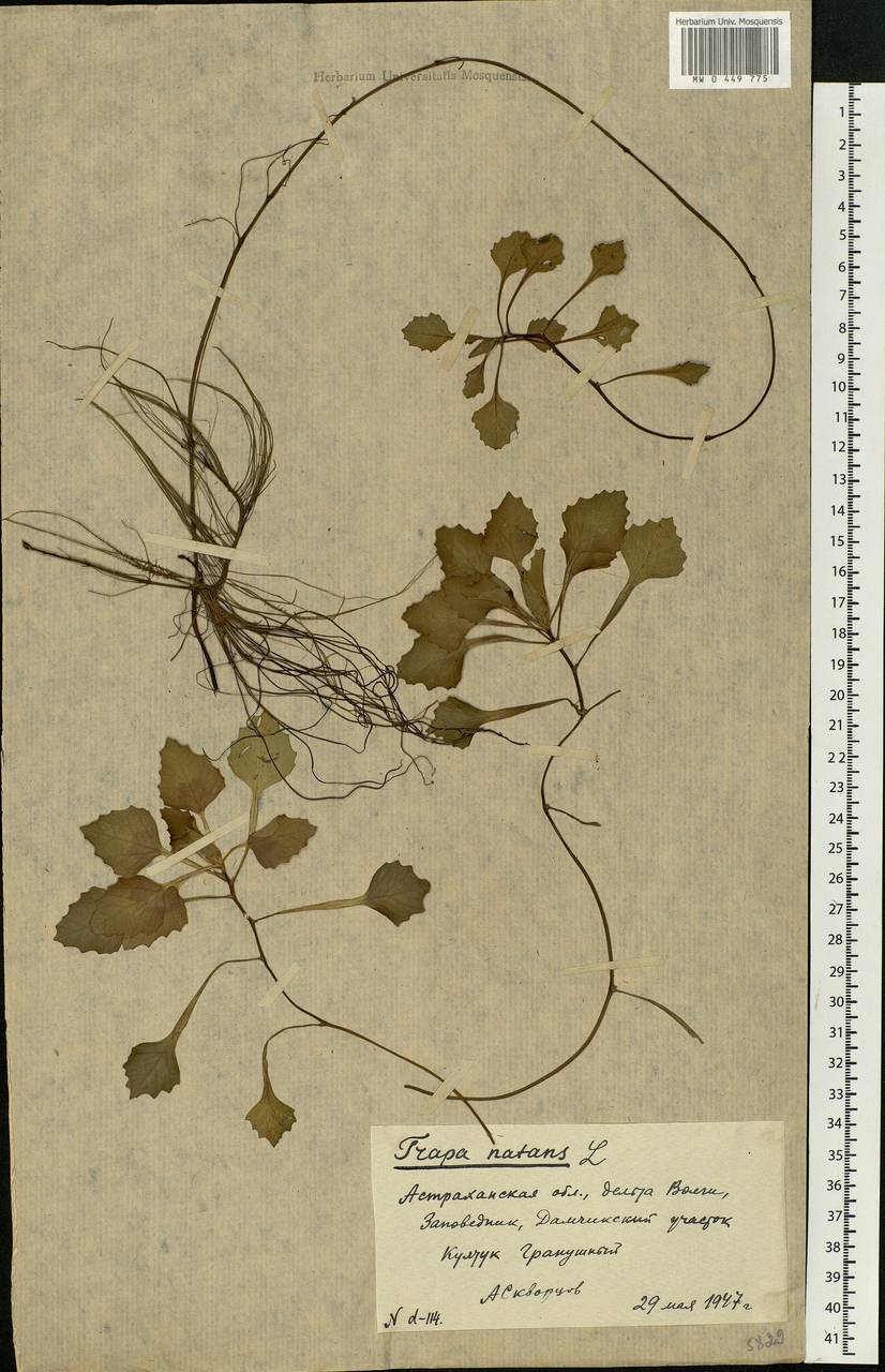 Trapa natans L., Eastern Europe, Lower Volga region (E9) (Russia)
