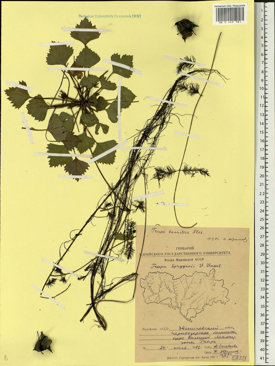 Trapa natans L., Eastern Europe, Middle Volga region (E8) (Russia)