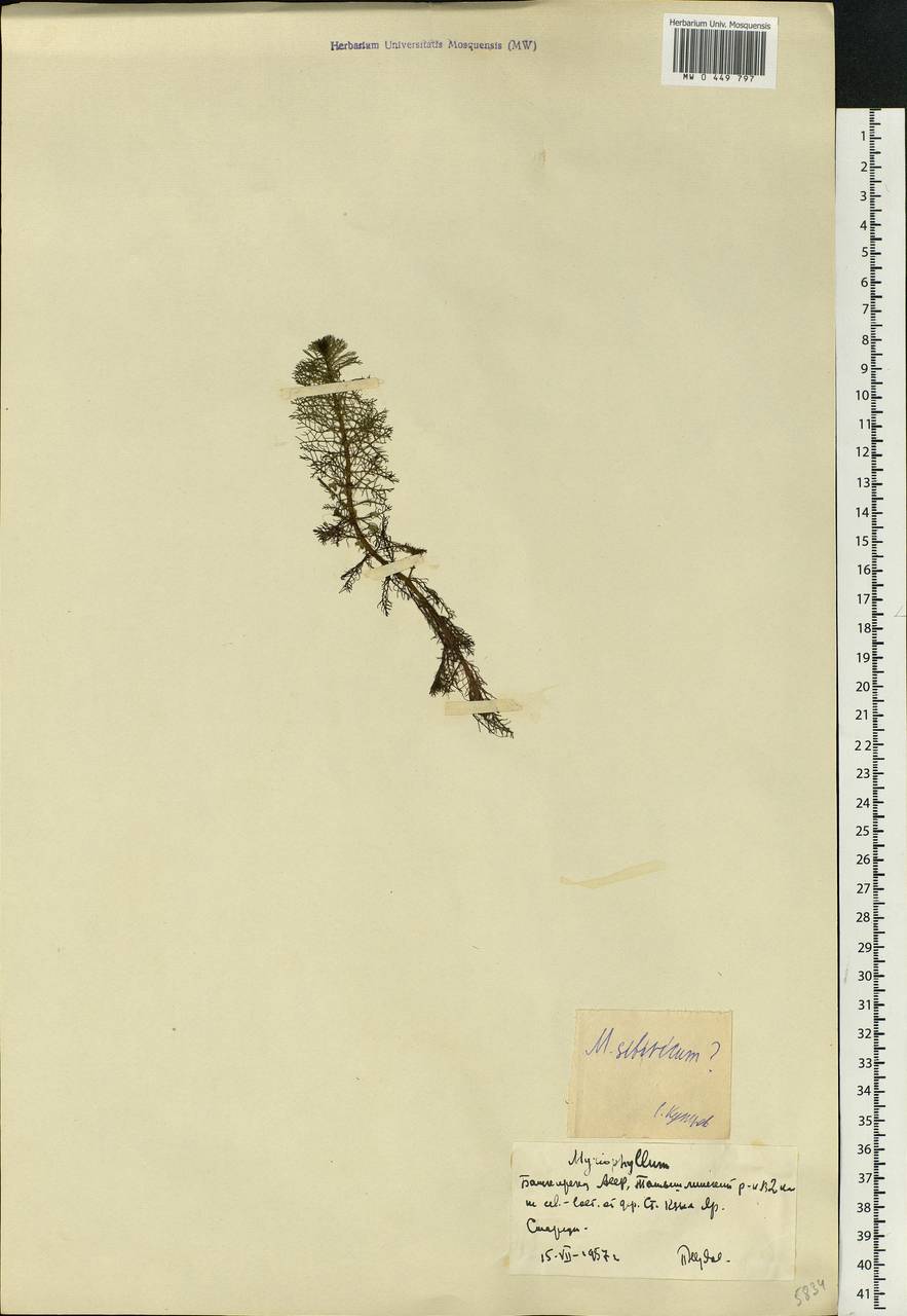 Myriophyllum, Eastern Europe, Eastern region (E10) (Russia)