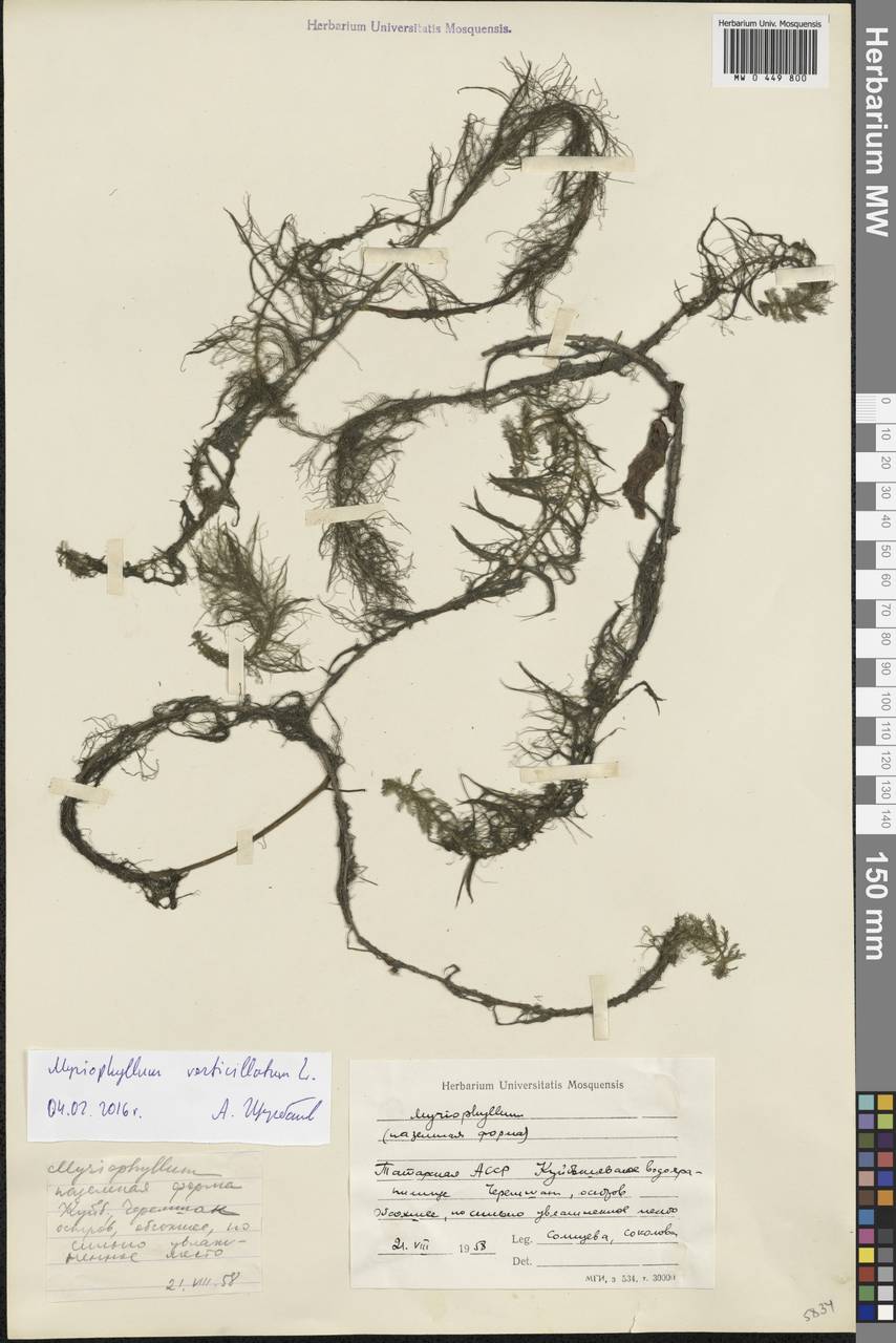 Myriophyllum verticillatum L., Eastern Europe, Middle Volga region (E8) (Russia)
