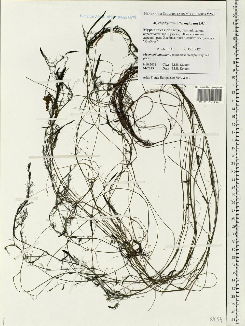 Myriophyllum alterniflorum DC., Eastern Europe, Northern region (E1) (Russia)