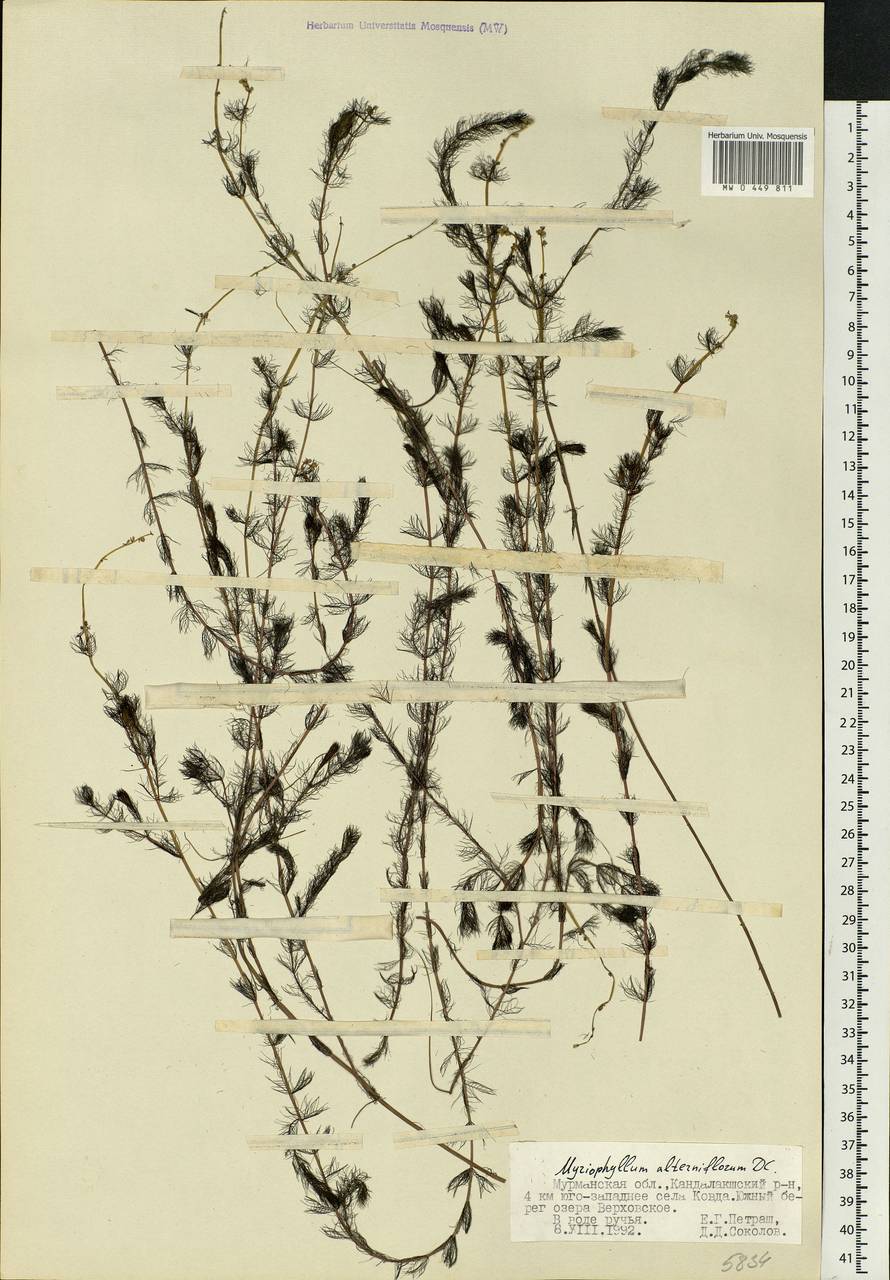 Myriophyllum alterniflorum DC., Eastern Europe, Northern region (E1) (Russia)