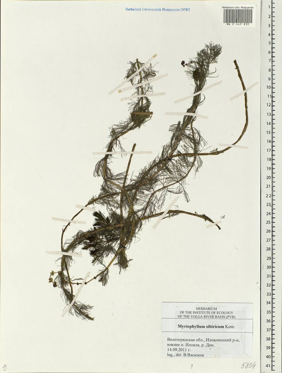 Myriophyllum sibiricum Komarov, Eastern Europe, Lower Volga region (E9) (Russia)