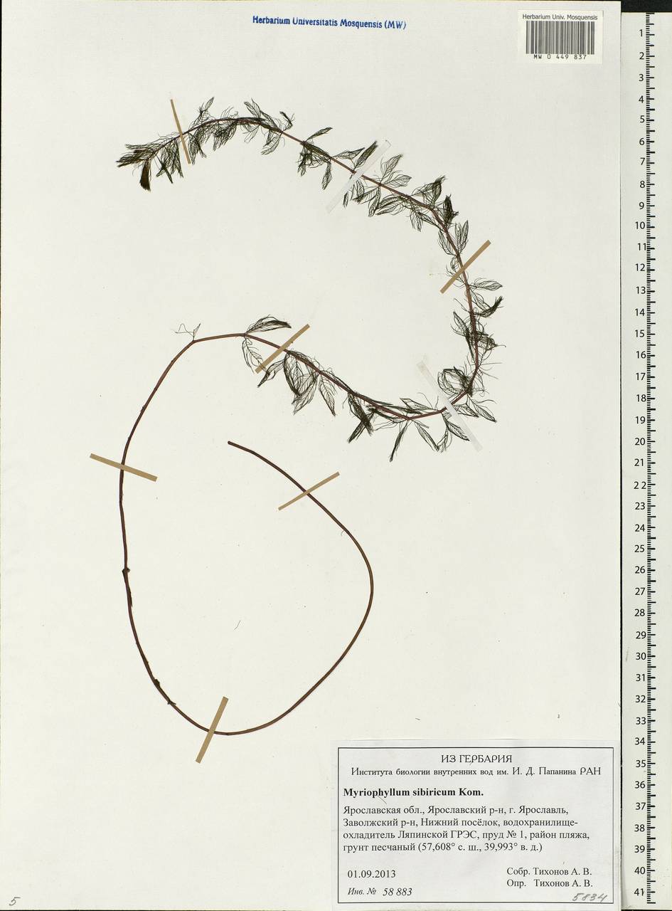 Myriophyllum sibiricum Komarov, Eastern Europe, Central forest region (E5) (Russia)