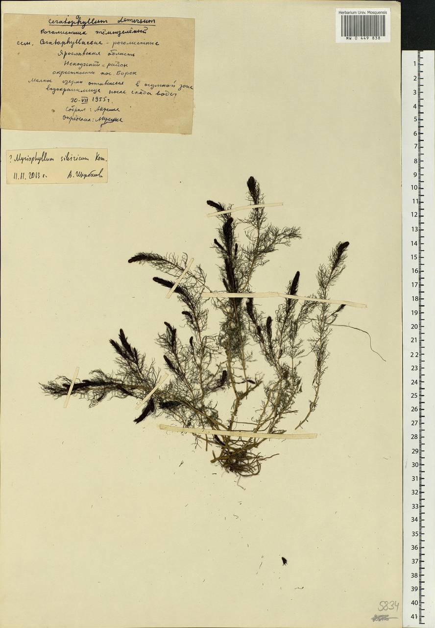 Myriophyllum sibiricum Komarov, Eastern Europe, Central forest region (E5) (Russia)