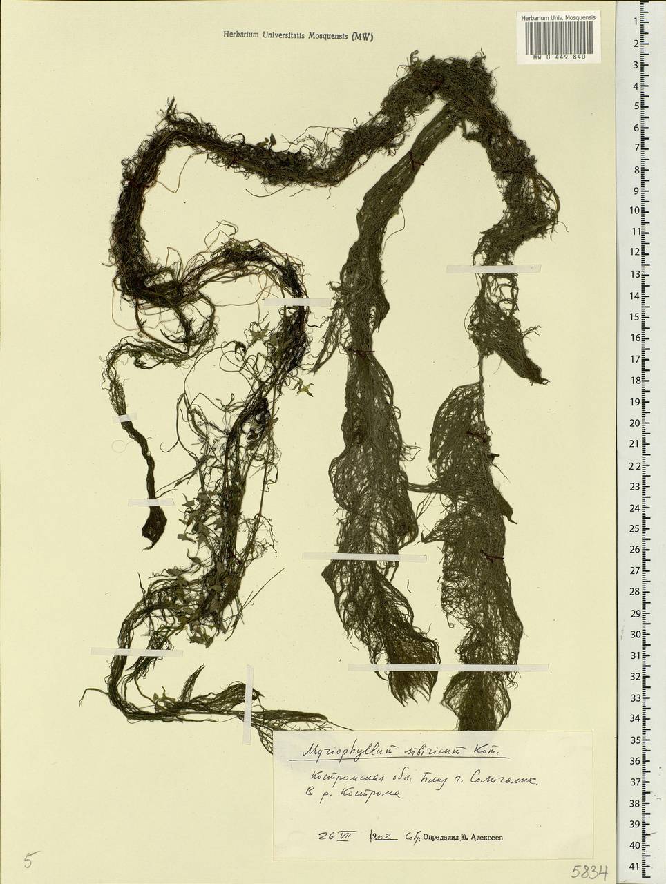 Myriophyllum sibiricum Komarov, Eastern Europe, Central forest region (E5) (Russia)