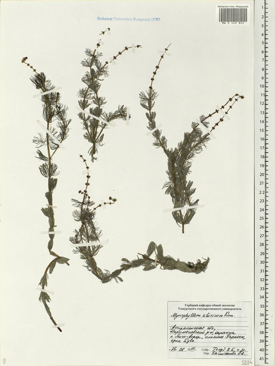 Myriophyllum sibiricum Komarov, Eastern Europe, Lower Volga region (E9) (Russia)