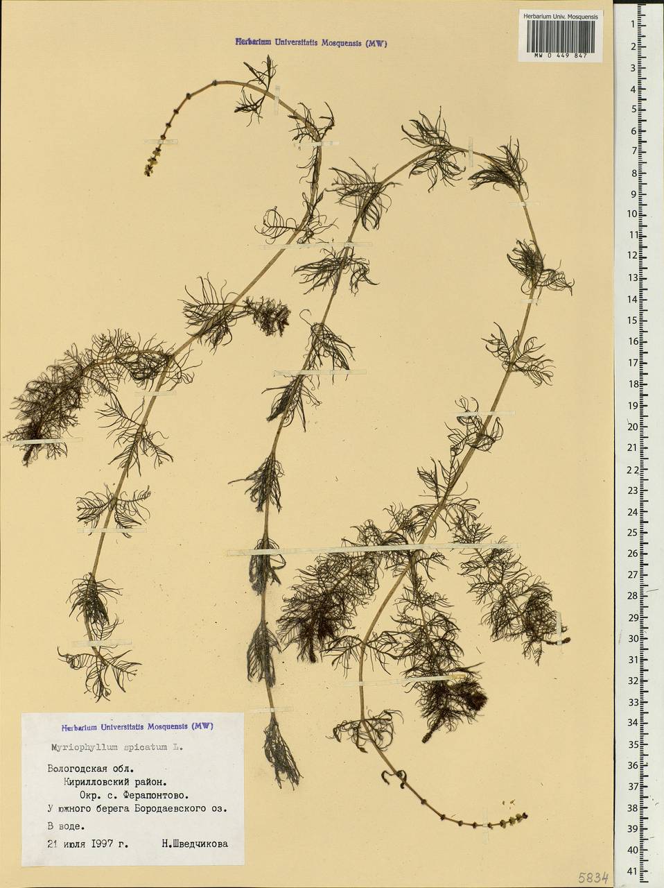 Myriophyllum spicatum L., Eastern Europe, Northern region (E1) (Russia)