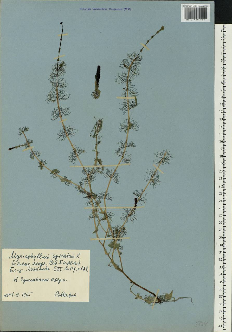 Myriophyllum spicatum L., Eastern Europe, Northern region (E1) (Russia)