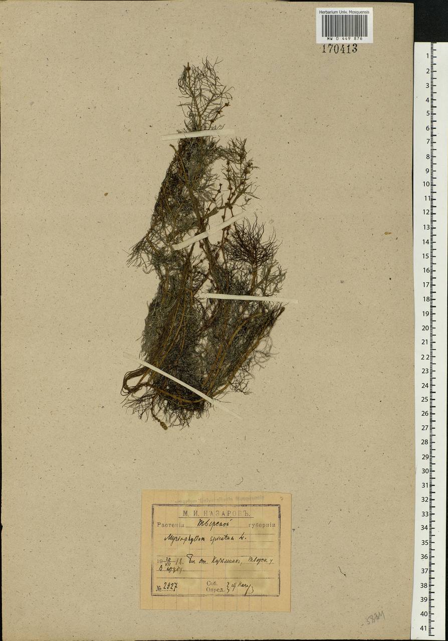 Myriophyllum spicatum L., Eastern Europe, North-Western region (E2) (Russia)