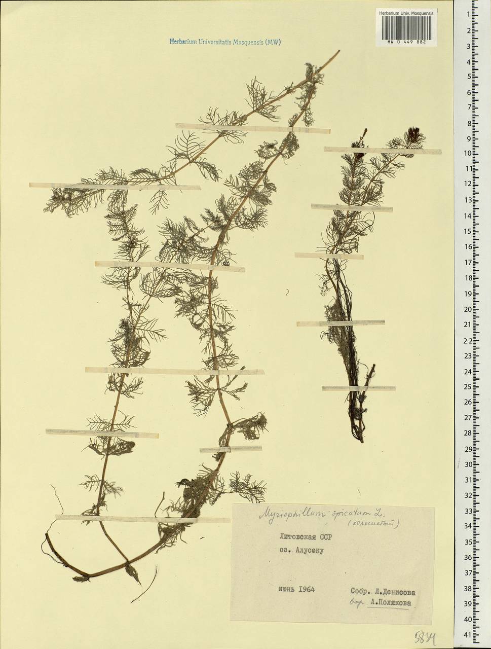 Myriophyllum spicatum L., Eastern Europe, Lithuania (E2a) (Lithuania)