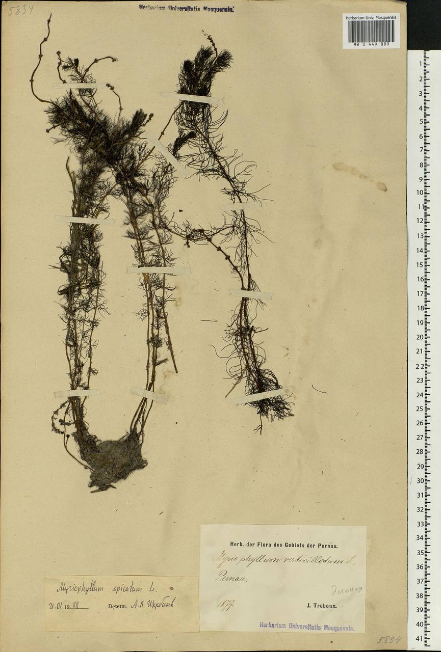 Myriophyllum spicatum L., Eastern Europe, Estonia (E2c) (Estonia)