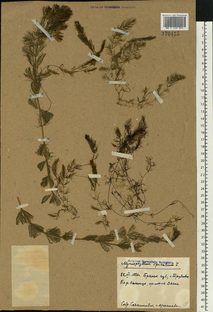 Myriophyllum spicatum L., Eastern Europe, Western region (E3) (Russia)