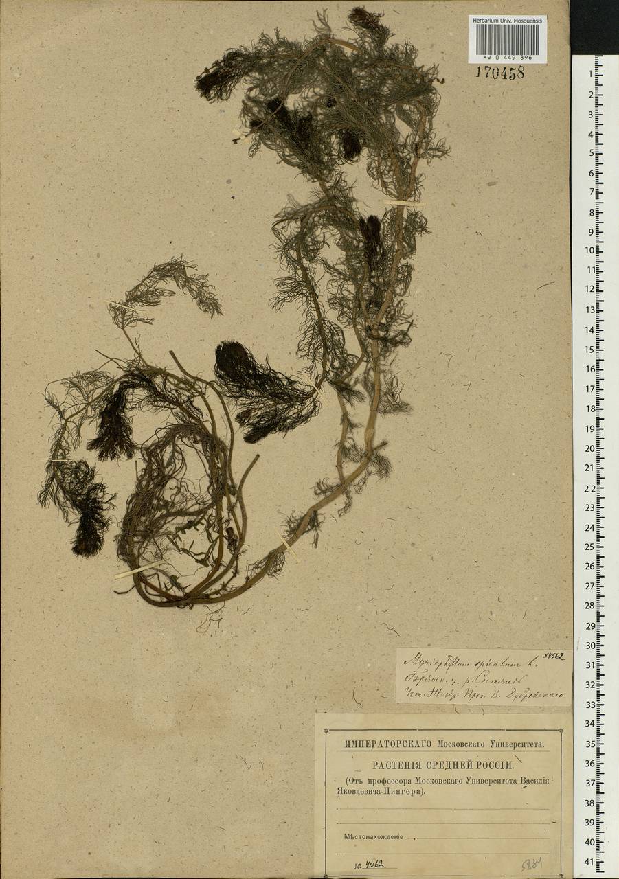 Myriophyllum spicatum L., Eastern Europe, Western region (E3) (Russia)