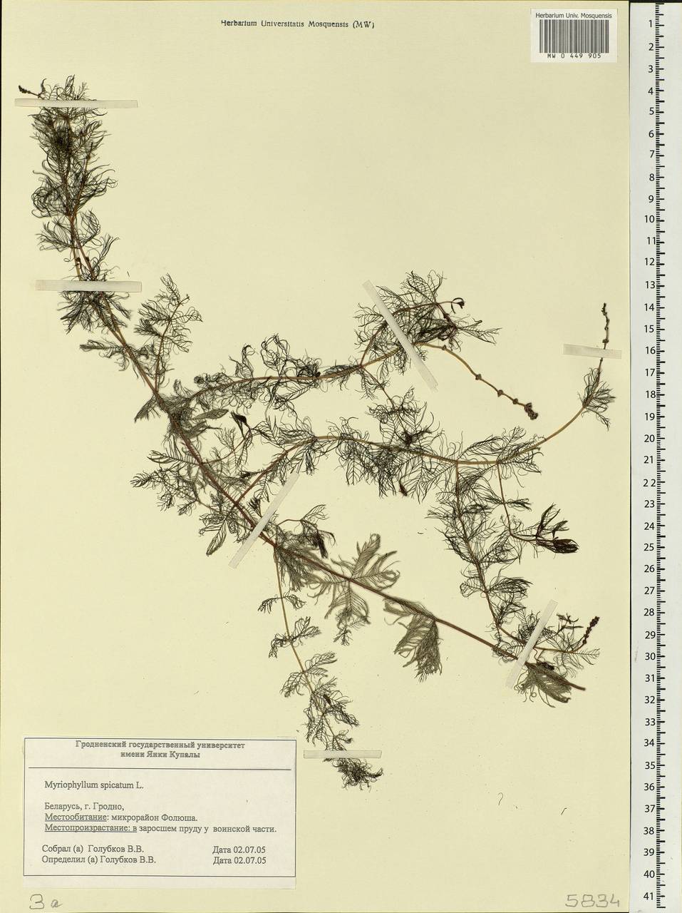 Myriophyllum spicatum L., Eastern Europe, Belarus (E3a) (Belarus)