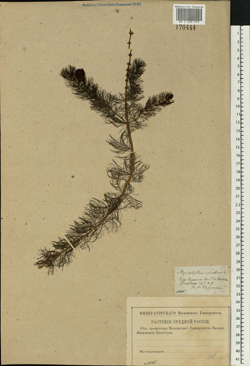 Myriophyllum spicatum L., Eastern Europe, Central region (E4) (Russia)