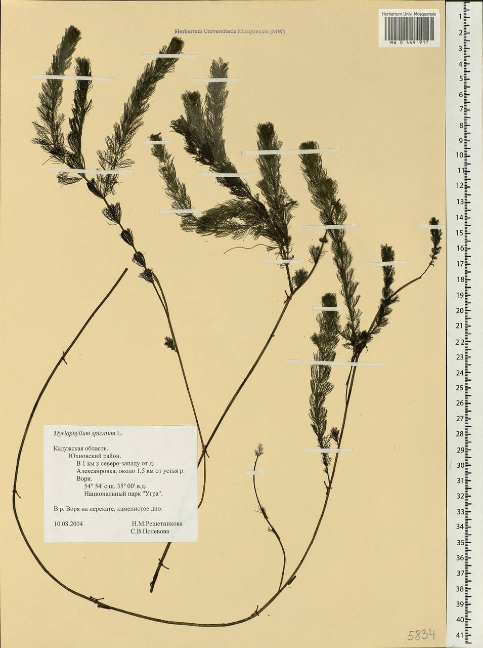 Myriophyllum spicatum L., Eastern Europe, Central region (E4) (Russia)