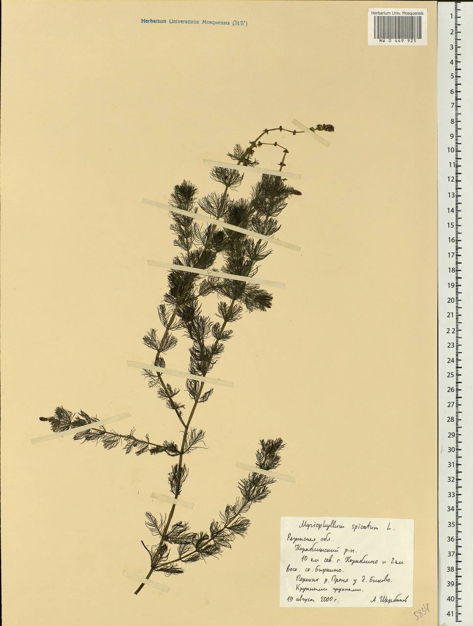 Myriophyllum spicatum L., Eastern Europe, Central region (E4) (Russia)