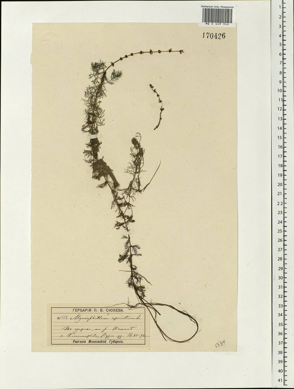 Myriophyllum spicatum L., Eastern Europe, Moscow region (E4a) (Russia)