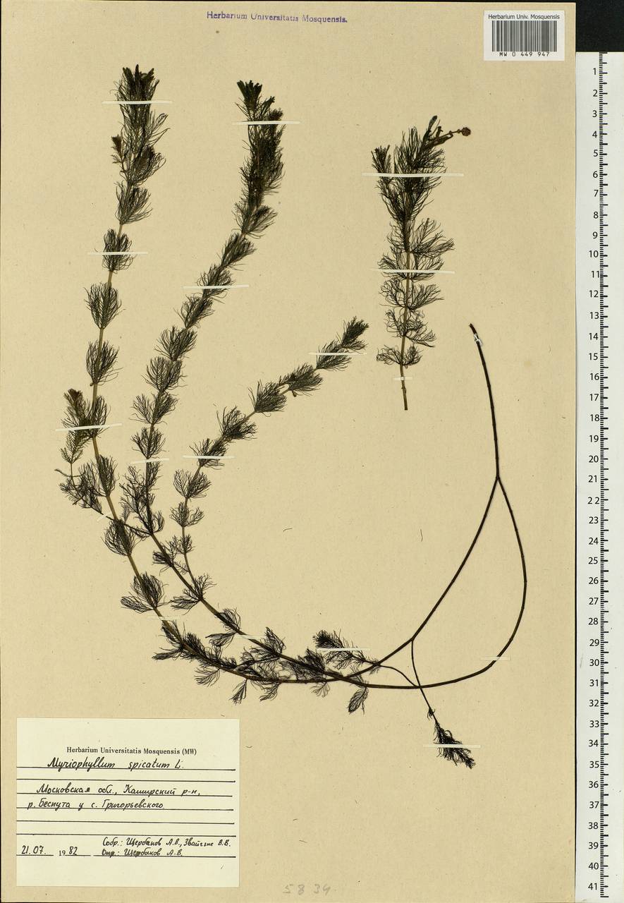 Myriophyllum spicatum L., Eastern Europe, Moscow region (E4a) (Russia)