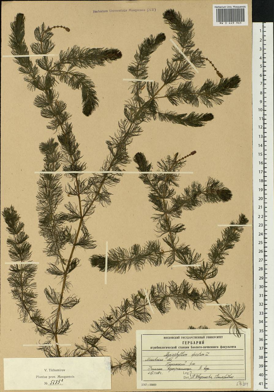 Myriophyllum spicatum L., Eastern Europe, Moscow region (E4a) (Russia)