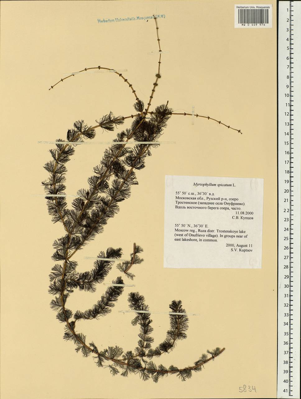 Myriophyllum spicatum L., Eastern Europe, Moscow region (E4a) (Russia)