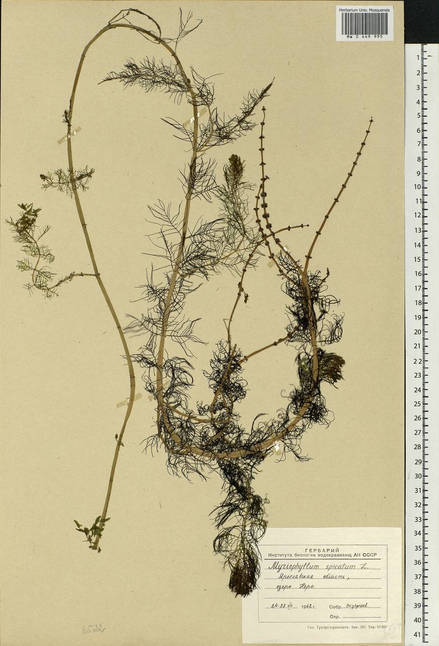 Myriophyllum spicatum L., Eastern Europe, Central forest region (E5) (Russia)