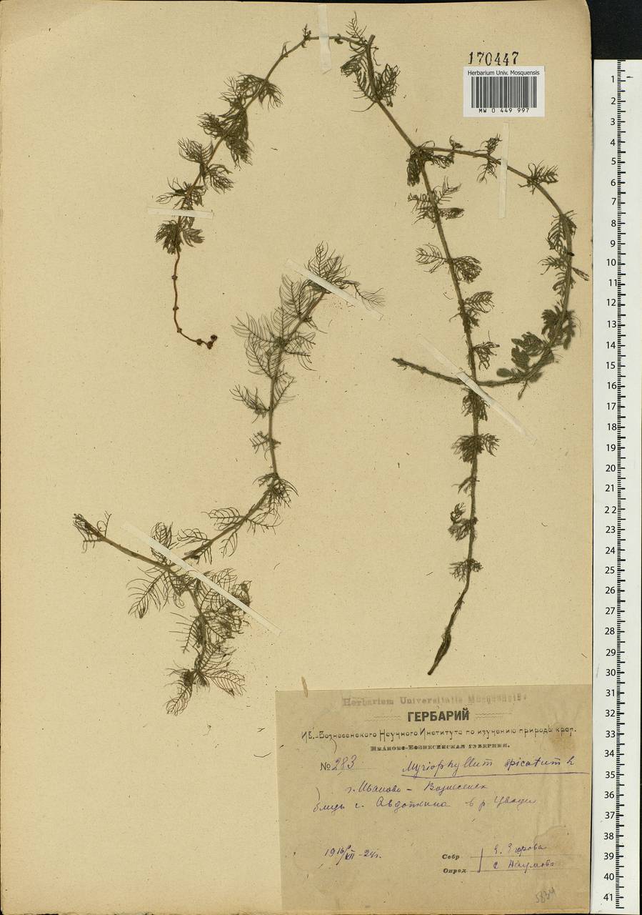 Myriophyllum spicatum L., Eastern Europe, Central forest region (E5) (Russia)